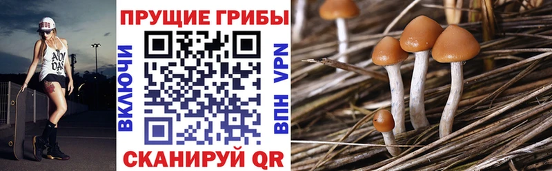OMG маркетплейс  Алагир  Псилоцибиновые грибы Cubensis  магазин   